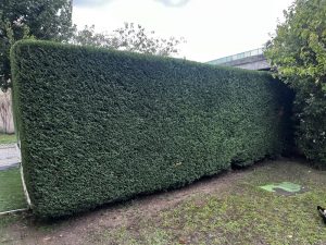 taille thuyas yvelines