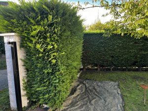 taille haie thuyas 78