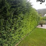 taille thuyas vaux sur seine