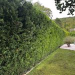 taille thuyas vaux sur seine 3