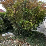 abattage arbre ecquevilly