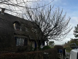 elagage cerisier 78 2