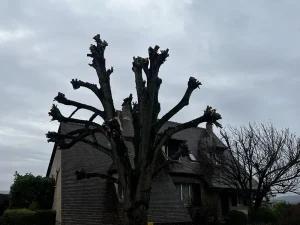 elagage cerisier 78 4