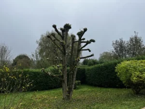 elagage arbre 78 3