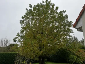 elagage arbre 78