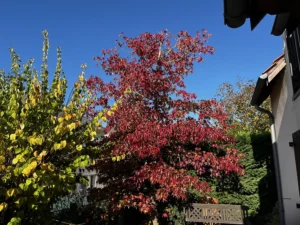 etetage liquidambar triel sur seine 2