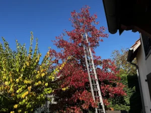 etetage liquidambar triel sur seine