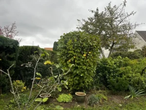 taille arbuste triel sur seine 2