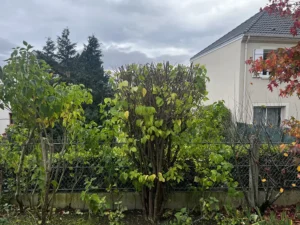 taille arbuste triel sur seine 3