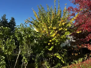 taille arbuste triel sur seine