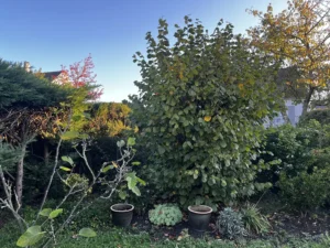 taille arbustes triel sur seine 2