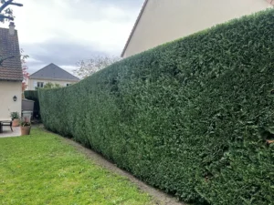 taille haie triel sur seine 3
