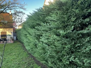 taille haie triel sur seine