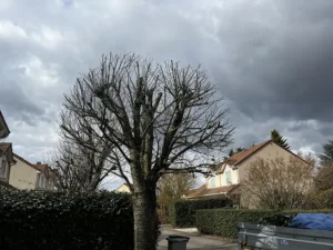 elagage arbre vernouillet