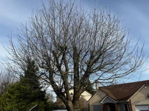 elagage arbre vernouillet 78