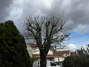 elagage cerisier vernouillet