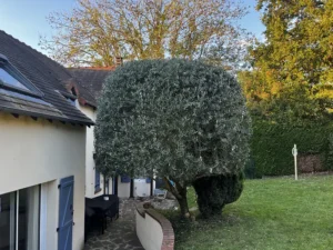 taille haie cypres vaux sur seine 2