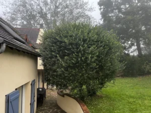 taille haie cypres vaux sur seine