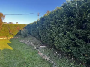 taille haie cypres vaux sur seine 78