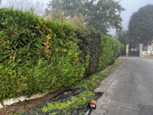 taille haie vaux sur seine 2