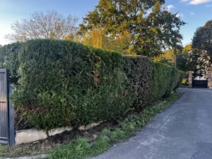 taille haie vaux sur seine 3