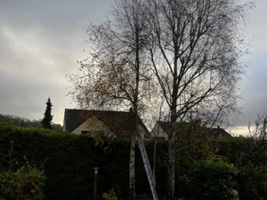 abattage bouleau triel sur seine