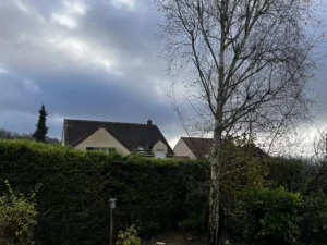 abattage bouleau triel sur seine 78