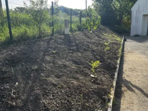 deracinage maccif vaux sur seine apres