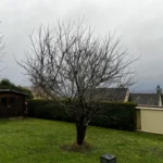 elagage cerisier mezy sur seine