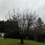 elagage cerisier mezy sur seine 78