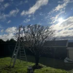 elagage cerisier yvelines