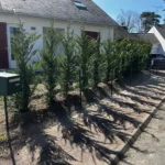 plantation cypres verneuil sur seine