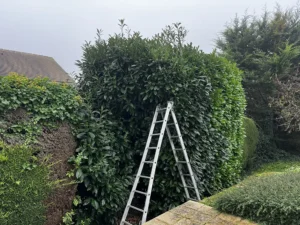 rabattage haie de laurier orgeval