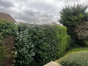 rabattage haie de laurier orgeval 78