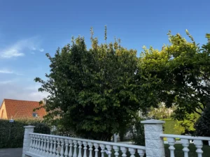 taille arbustes triel sur seine 4