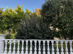 taille arbustes triel sur seine 5