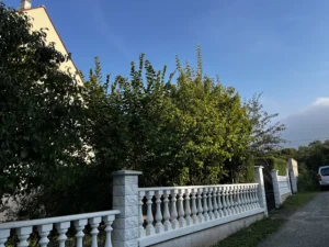 taille arbustes triel sur seine 6