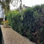 taille haie cypres orgeval