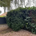 taille haie cypres orgeval 78