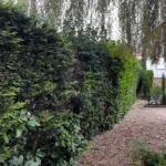 taille haie cypres orgeval 78 2