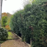 taille haie orgeval 78