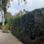 taille haie orgeval 78 2