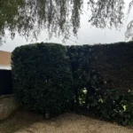 taille haie orgeval 78 3