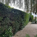 taille haie orgeval 78 4