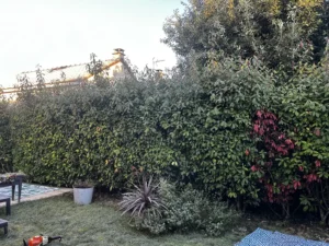 taille haie vilenne sur seine