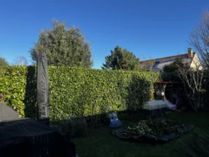 taille haie vilenne sur seine 78