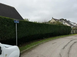 taille haie yvelines