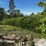 taille laurier vaux sur seine