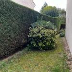 taille thuyas verneuil sur seine 3
