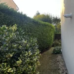 taille thuyas verneuil sur seine 4